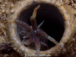 Diopatra neapolitana
Alien which give bioluminescent sig... by Cumhur Gedikoglu 